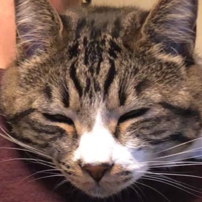 Profile Picture of Stephen Isabelle (@sri5891) on Twitter