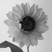 Profile Picture of Morgan Cameron-Campbell (@morgancameroncampbell) on Pinterest