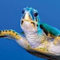 Profile Picture of Matthew Capalbo  (@matthew-capalbo-3) on Quora