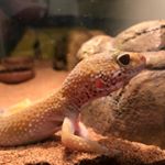 Profile Picture of Cookie the Leopard Gecko (@cookie_the_leo) on Instagram