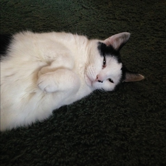 Profile Picture of Terri Bertholomey (@bertholomeyt) on Poshmark