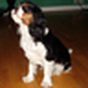 Profile Picture of Szilva CAVALIER KING CHARLES (@szilva2012) on Flickr