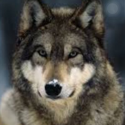 Profile Picture of Kynan Scott Hepworth (@KynanHepworth) on Twitter