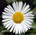 Profile Picture of Erigeron karvinskianuson Wikipedia