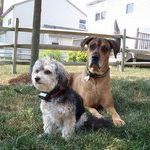 Profile Picture of Kim Clark Christian (@5dogs24paws) on Pinterest