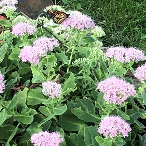 Profile Picture of Linda Glenner (@dwren71) on Poshmark