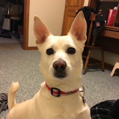 Profile Picture of Christopher Torrez (@Christo46467383) on Twitter