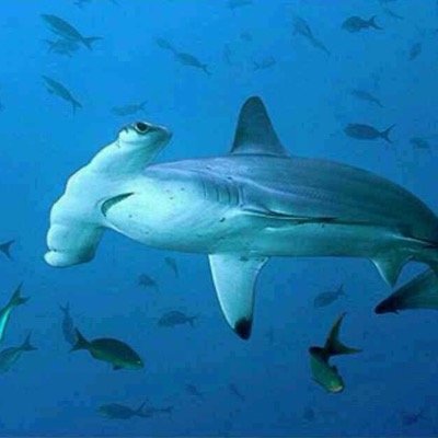 Profile Picture of #Labuan (@twt_labuan) on Twitter
