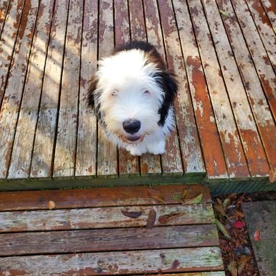 Profile Picture of Bruce Rutkin (@bruce_rutkin) on Twitter