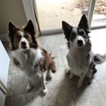 Profile Picture of Gypsy & Kali Thomas (@two_diva_dogs) on Instagram