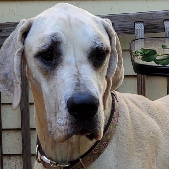 Profile Picture of Frank Mirabello (@frankmirabello) on Poshmark