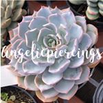 Profile Picture of San Jose/Davis Piercings (@angelicpiercings) on Instagram