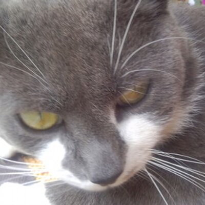 Profile Picture of Daniel Scheppe (@MeisterScheppe) on Twitter