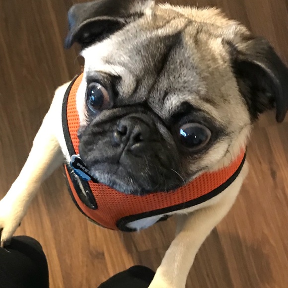 Profile Picture of Sarah Femiano (@slrobinette) on Poshmark