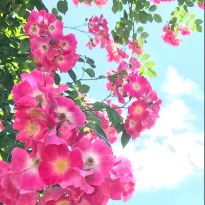 Profile Picture of Alicia Cramer (@aliciacramer10) on Twitter