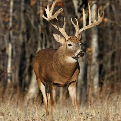 Profile Picture of Todd Hanneman (@todd11642) on Twitter