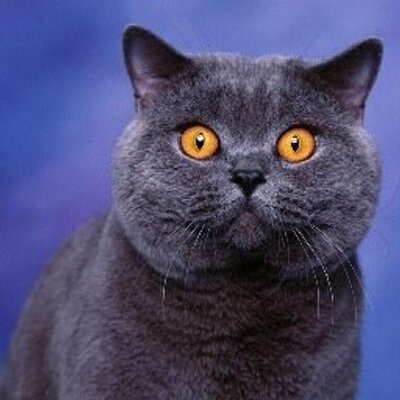Profile Picture of Naomi Stubbs (@NaomiStubbs4eva) on Twitter