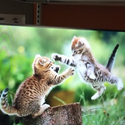 Profile Picture of Andrew Seifert (@andrewseifert3) on Twitter