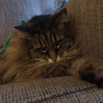 Profile Picture of James McBee (@myriadmood) on Instagram