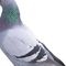 Profile Picture of Aaron Pigeon (@aaron.pigeon.50) on Facebook
