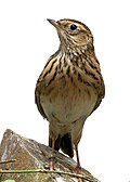 Profile Picture of Lark - Wikipediaon Wikipedia
