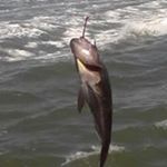 Profile Picture of Carlton Byrd Byrd (@carltonbyrdbyrd) on Instagram