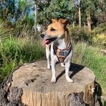 Profile Picture of Wee Molly the Jack Russell (@wee_molly_jackrussell) on Instagram
