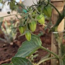 Jazmine - Twitter Profile Picture of Jazmine (@CuicuiLiu) on Twitter