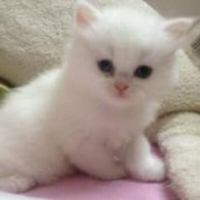 Profile Picture of Mohammad Halim (@mohammadhalim13) on Twitter