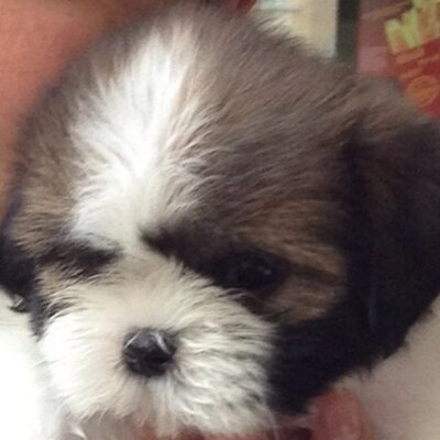 Profile Picture of Ed (@EdRamilo) on Twitter