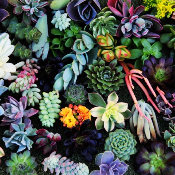 Profile Picture of Frances Dibella (@francesheather) on Poshmark