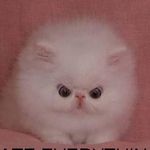 Profile Picture of Marie Riggs Brinkley (@kittyreeree) on Instagram