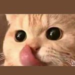 Profile Picture of NANCY || نَنش🐝💛 (@nancy.ayad1) on Instagram