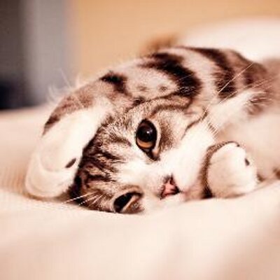 Profile Picture of Thomas Pauwels (@@t_pauwels) on Twitter