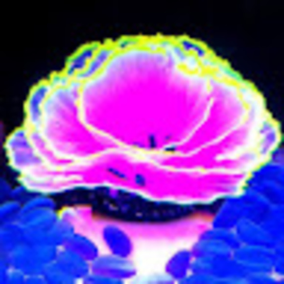 Profile Picture of Night lettuce Chimes (@travelingsister) on Poshmark