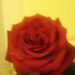 Profile Picture of Dawn Coburn (@DawnKCoburn) on Pinterest