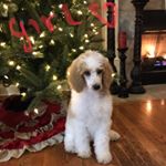 Profile Picture of Martha Durham (@standardsanddoodles) on Instagram