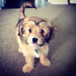 Profile Picture of Bailey Wong (@baileylyfe) on Instagram