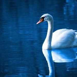 Profile Picture of Roy Tong (@roy16438257) on Twitter