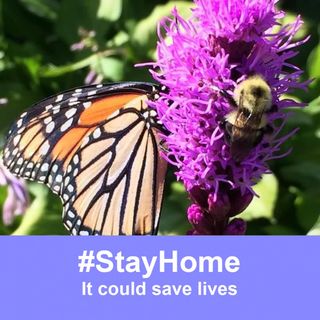 Profile Picture of TomiAnn Parker (@blackwolfwoman) on Facebook