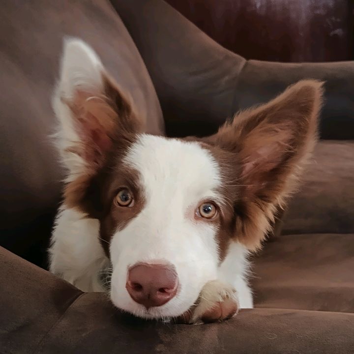 Profile Picture of Robin border collie (@robinbordercollie) on Tiktok