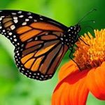 Profile Picture of Jan Boyer (@janboy52) on Instagram