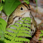 Profile Picture of Robert Miesner (@bob the birdman and all around nature guy) on Flickr