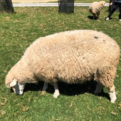 Profile Picture of Leung Sing (@8141Sing) on Twitter