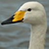 Profile Picture of Tim Birds (@Tim Birds) on Flickr