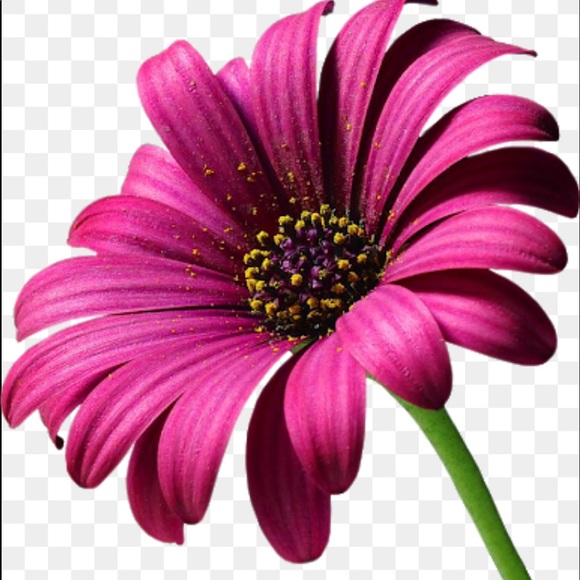 Profile Picture of April Linkous (@songbird789) on Poshmark