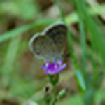 Profile Picture of anoop bahuleyan (@anoop.bahuleyan) on Flickr