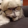 Profile Picture of Loren Kidd (@siatheschooldog) on Tiktok