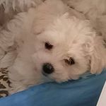 Profile Picture of GIOIA (@joy_cloud2021) on Instagram