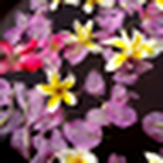Profile Picture of Danaquasar19 (@danaquasar19) on Flickr